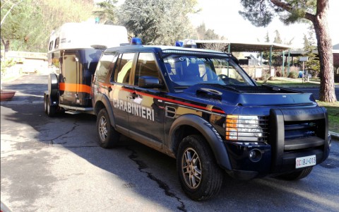 Ambulanza per Cavalli  Horse Emergency  SOCCORSO  TRASPORTO