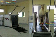 Treadmill – Tappeto Mobile per Cammelli